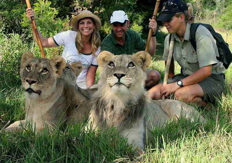 lionwalk