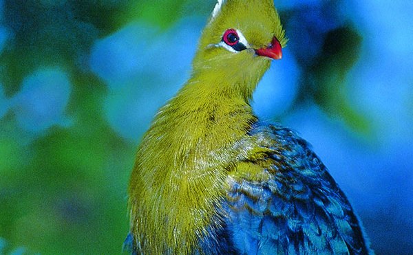 loerie