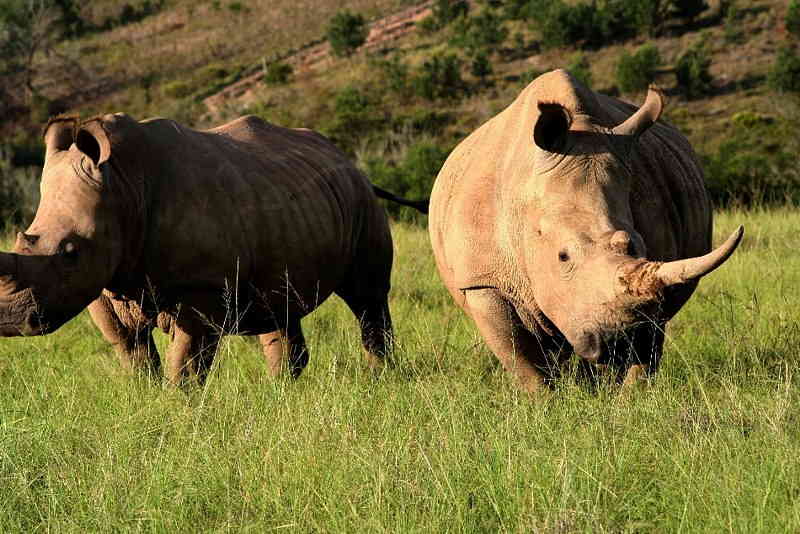 rhino
